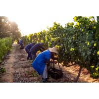 2021 | Melcks Blended Red 0,75 Liter | Muratie Estate 4