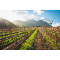 2021 | Melcks Blended Red 0,75 Liter | Muratie Estate 6